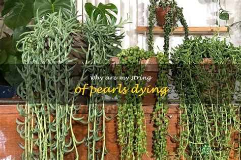 string rot|Why Is My String of Pearls Plant Dying And How To Save It